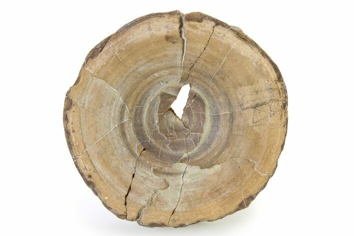 Cretaceous Fossil Shark Vertebra - Texas #316356